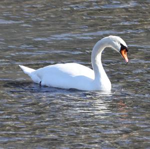 Mute Swan