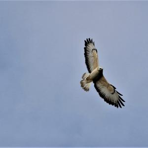 Common Buzzard