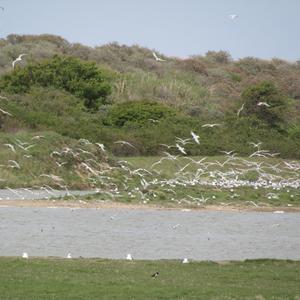 Sandwich Tern