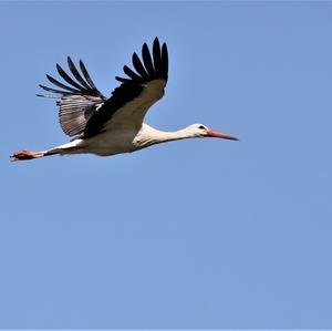 White Stork