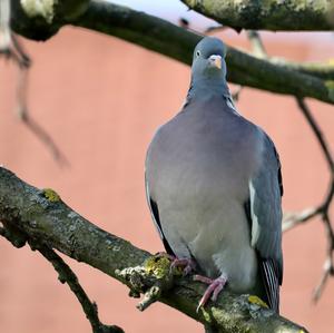 Stock Dove