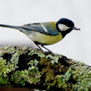 Great Tit