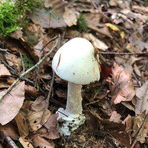 Destroying Angel