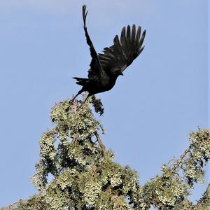 Carrion Crow