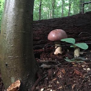 Summer Bolete