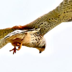 Common Kestrel