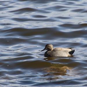 Gadwall