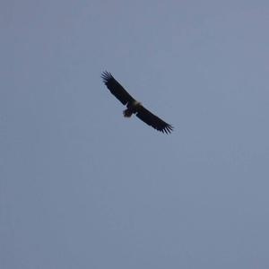 White-tailed Eagle