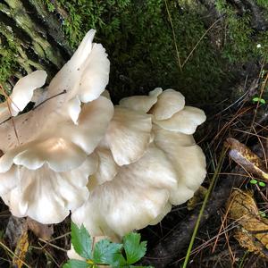 Oyster Mushroom