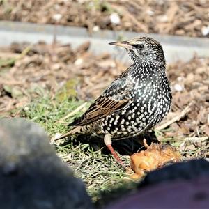 Common Starling