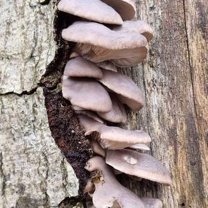 Oyster Mushroom