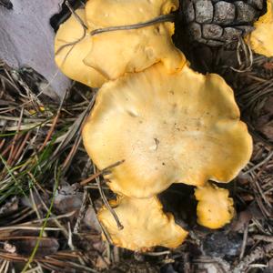 Chanterelle, Common