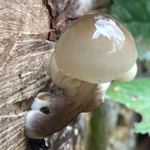 Porcelain Fungus