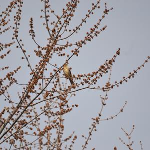 Brown Thrasher