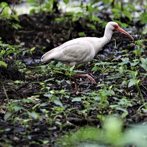 White Ibis