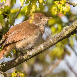 Common Nightingale