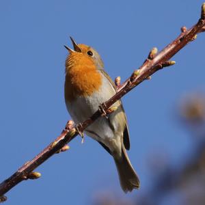 European Robin