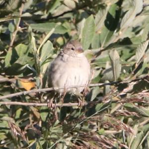 House Sparrow