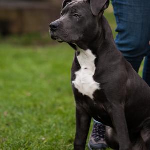 American Staffordshire Terrier