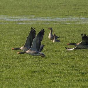 Greylag Goose