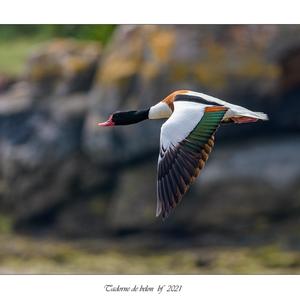 Common Shelduck