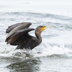 Great Cormorant