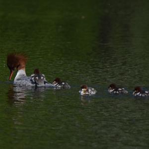 Common Merganser