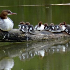 Common Merganser