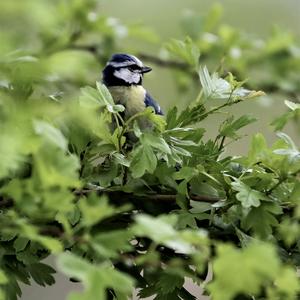 Blue Tit