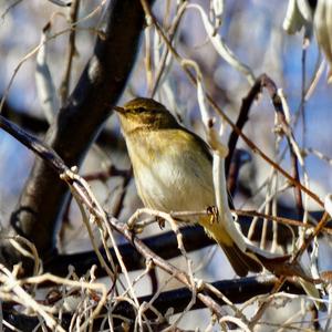 Common Chiffchaff