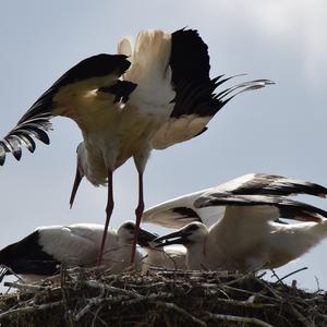 White Stork