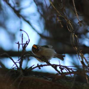 Wintergoldhähnchen