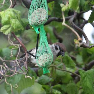 Eurasian Tree Sparrow