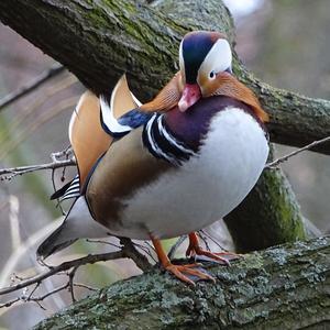 Mandarin Duck