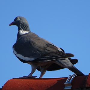 Common Wood-pigeon