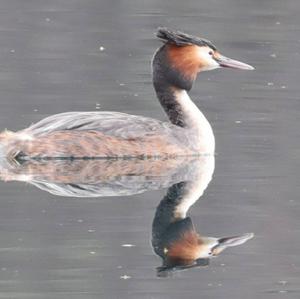 Great Crested Grebe