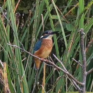 Common Kingfisher