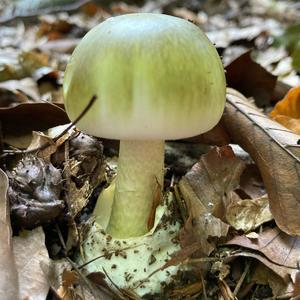 Death Cap