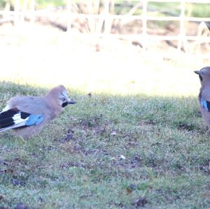 Eurasian Jay