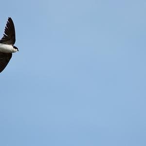 Northern House-martin