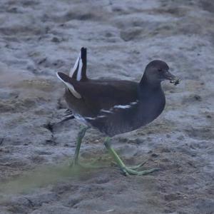 Common Moorhen