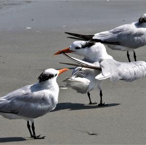 Common Tern