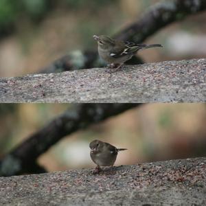 Eurasian Chaffinch