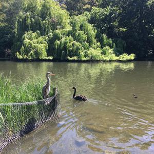 Grey Heron