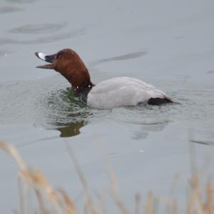 Common Pochard