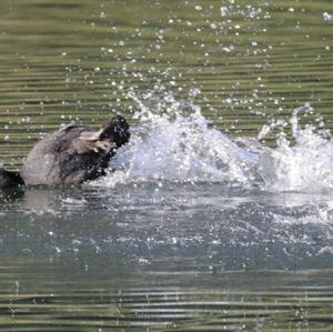 Common Coot