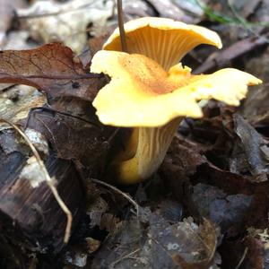 Chanterelle, Common