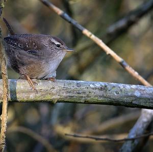 Winter Wren