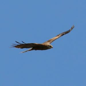 Black Kite