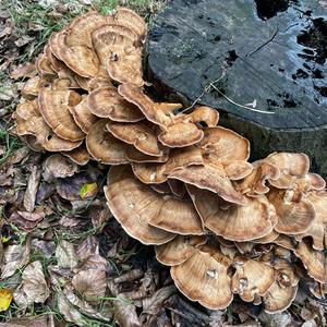 Black-staining Polypore